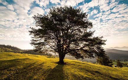 Tree Bucovina Nature Dawn Picture