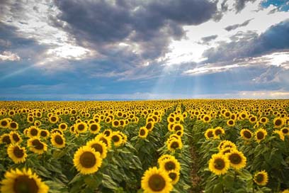 Summer Landscape Romania Sunflower Picture