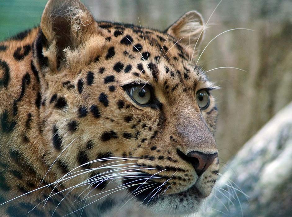 Cat'S-Eye Cat Amur Leopard