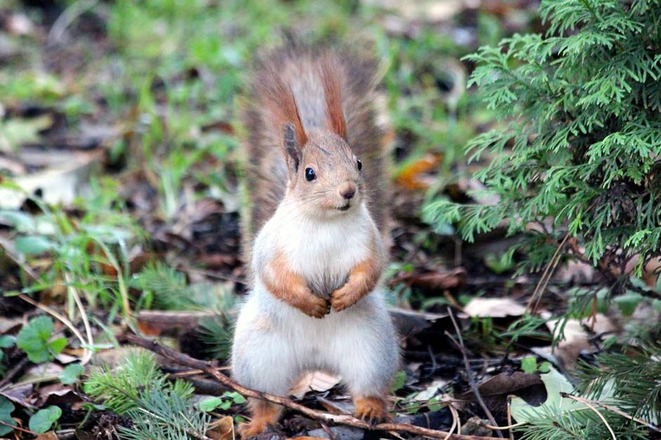 Curious Rodent Red-Squirrel Squirrel