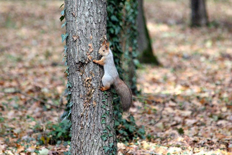 Tree Nature Trunk Squirrel