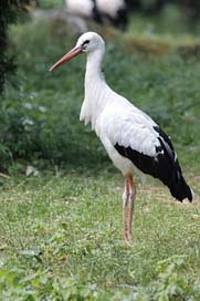 Stork White Feathered-Race Bird Picture
