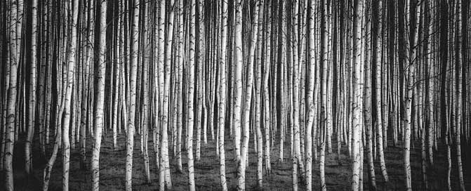 Birch Russia Nature Brezov-Grove Picture