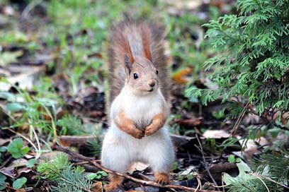 Squirrel Curious Rodent Red-Squirrel Picture