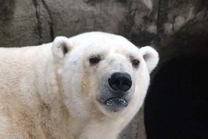 White-Bear Portrait Ursus-Maritimus Polar-Bear Picture