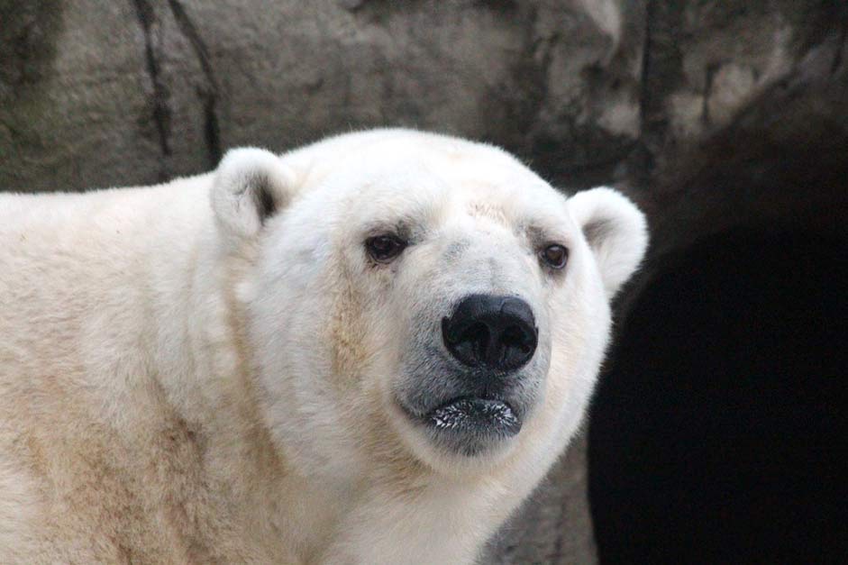 Portrait Ursus-Maritimus Polar-Bear White-Bear