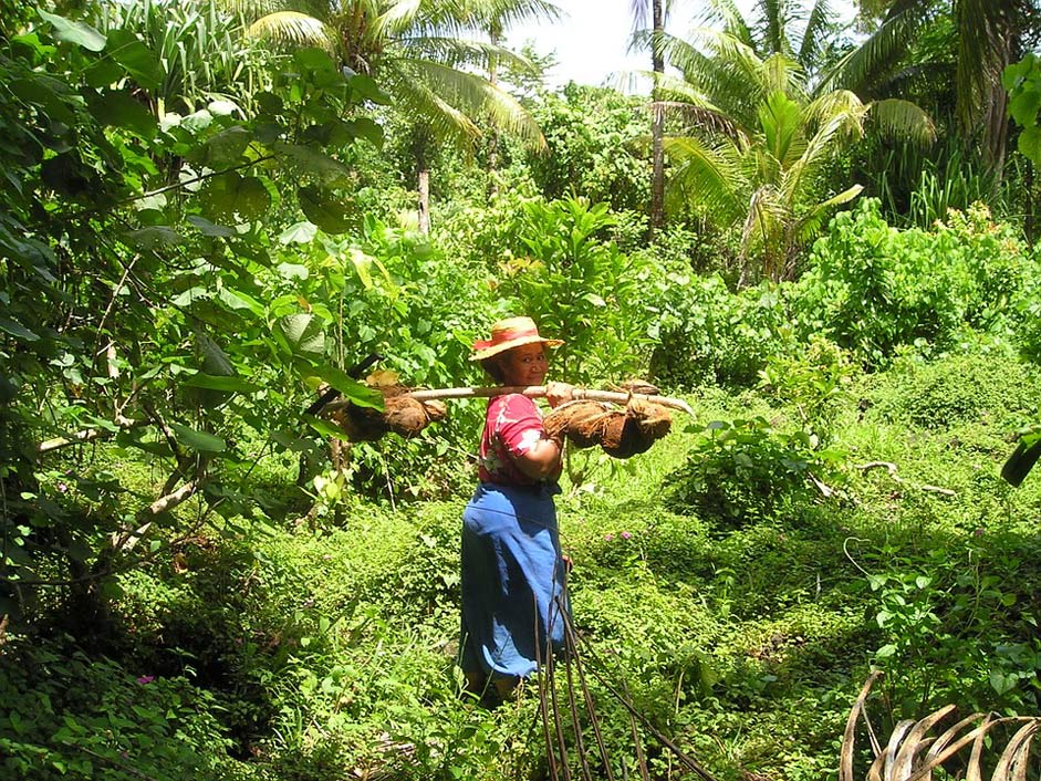 Samoa Traditionally Harvest Coconuts