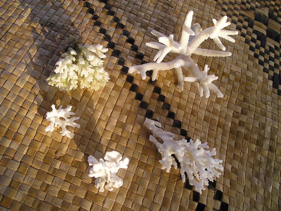South-Sea Exotic Samoa Coral