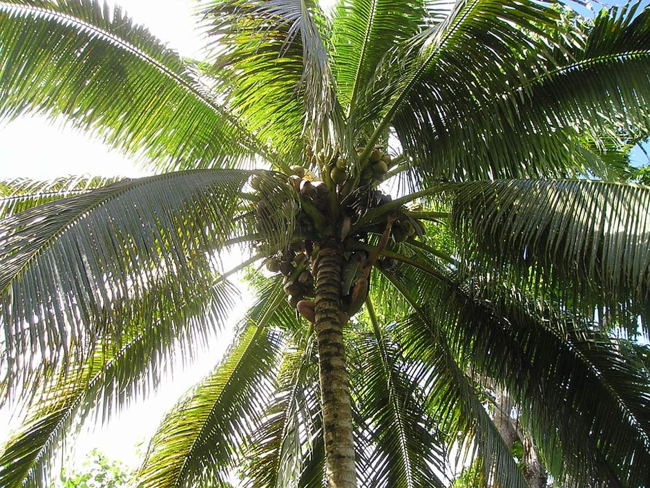 Samoa Harvest Coconut Palm