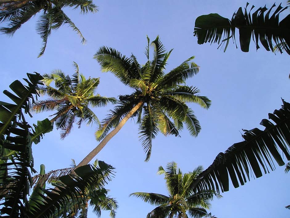 South-Sea Exotic Samoa Palm-Trees