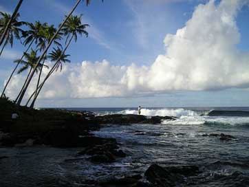 Palm-Trees Coast Beach Sea Picture