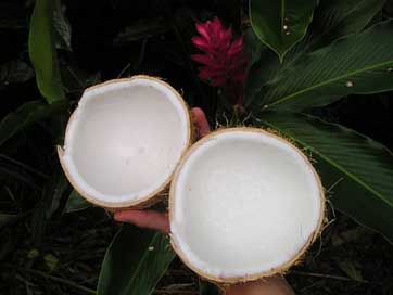 Coconut Exotic Samoa Nature Picture