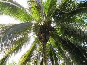 Palm Samoa Harvest Coconut Picture