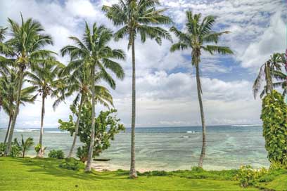 Palm Tropical Ocean Trees Picture