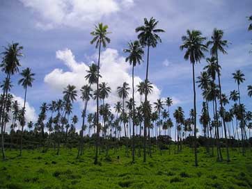 Palm-Trees Exotic Samoa Rieenpalmen Picture