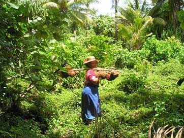 Coconuts Samoa Traditionally Harvest Picture