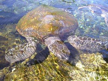 Turtle Meeresbewohner Water-Creature Animal Picture
