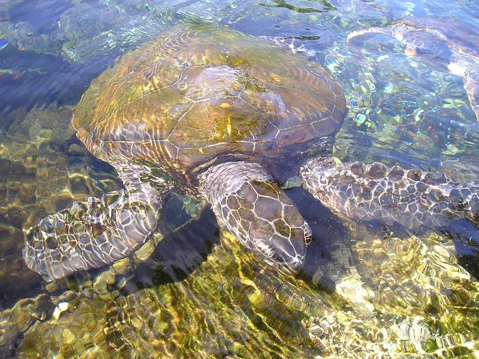 Meeresbewohner Water-Creature Animal Turtle