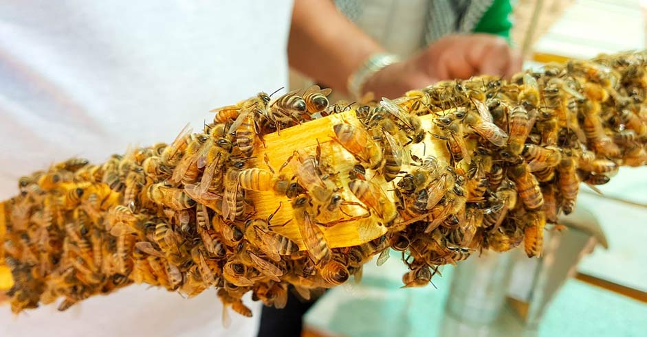 Honeybees Honey Bees Bee