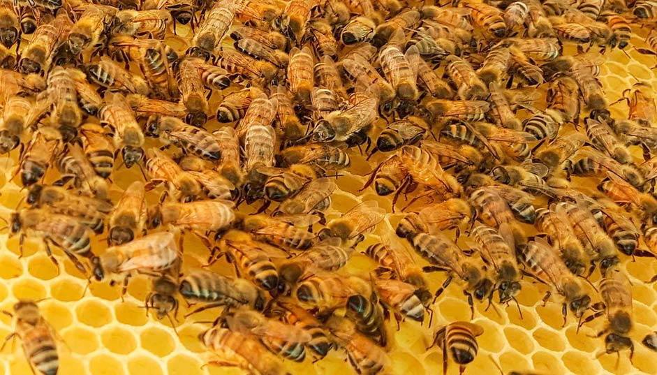 Honeybees Honey Bees Bee