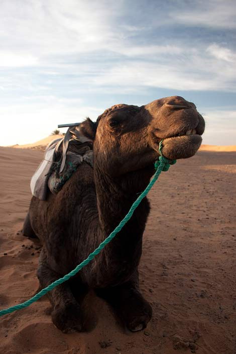 Morocco Portrait Desert Camel