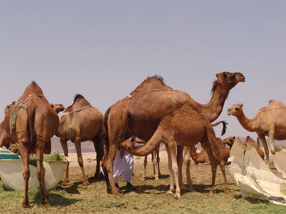  The-Conditions-Of-The-Pact Saudi-Arabia Camel