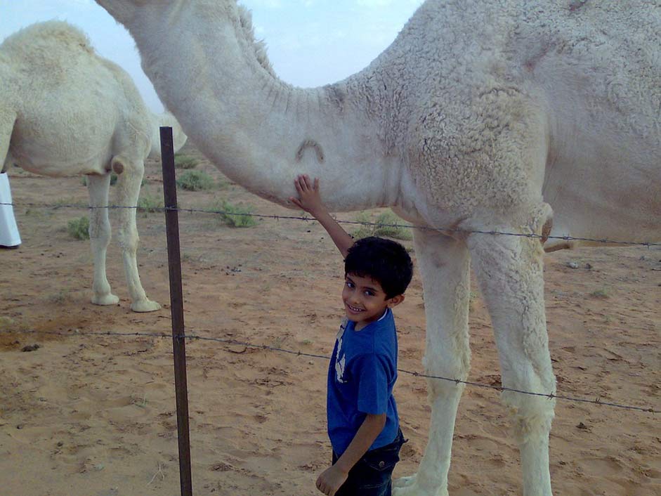  Boy Camel Saudi-Arabia