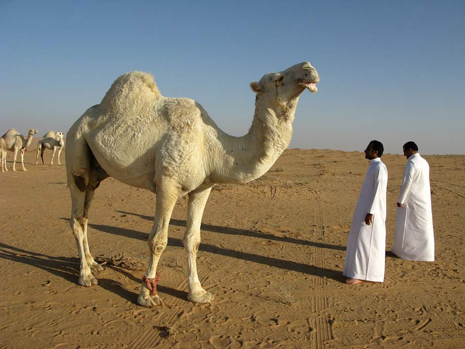  Camel Desert Saudi-Arabia