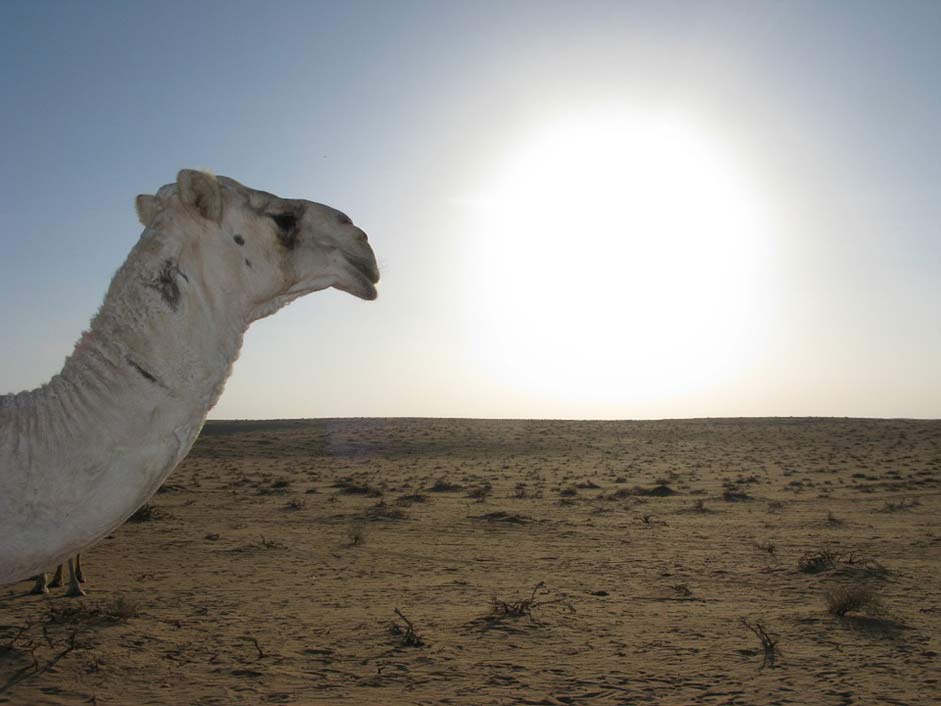  Camel Desert Saudi-Arabia