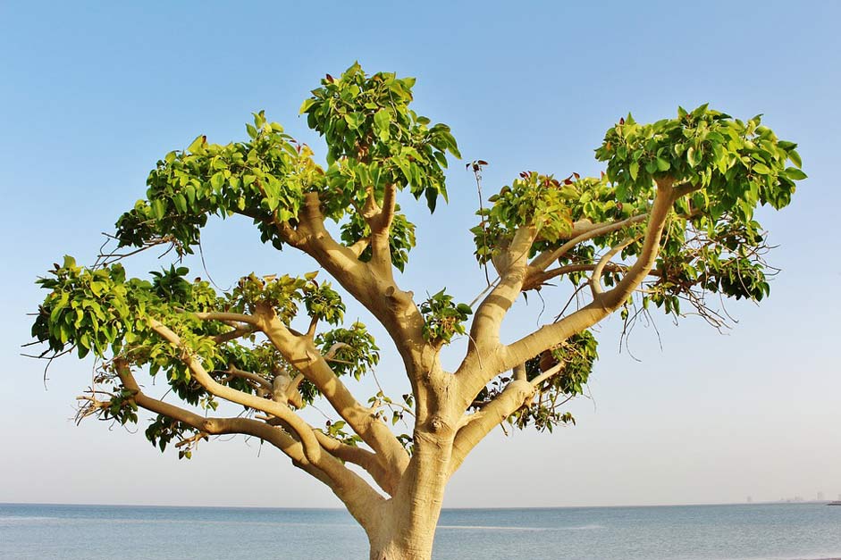 Water Sky Beach Sea