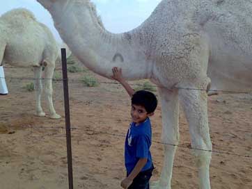 Saudi-Arabia  Boy Camel Picture