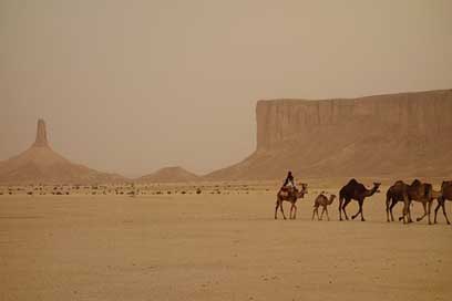 Camel-Train Ramadhan Ramadan Saudi-Arabia Picture