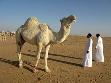 Saudi-Arabia  Camel Desert Picture