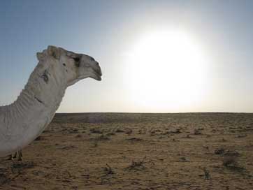 Saudi-Arabia  Camel Desert Picture