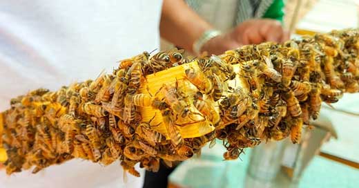 Bee Honeybees Honey Bees Picture