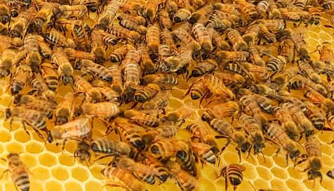 Bee Honeybees Honey Bees Picture