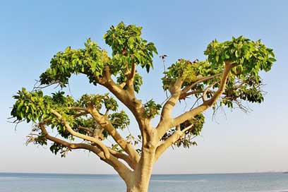 Sea Water Sky Beach Picture