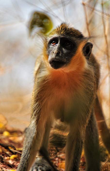 Senegal Africa Monkey Baboon-Chamka