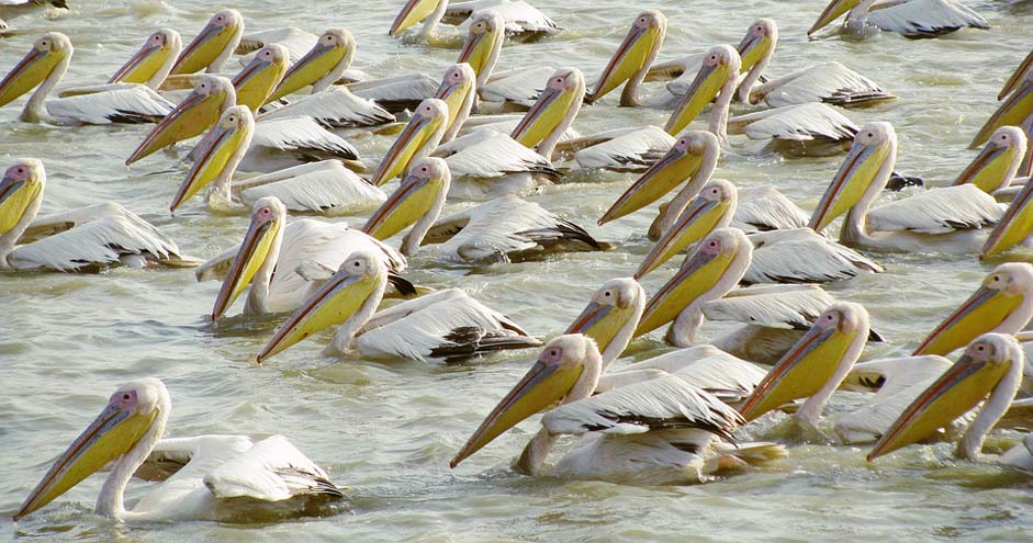 Africa Nature Senegal Bird