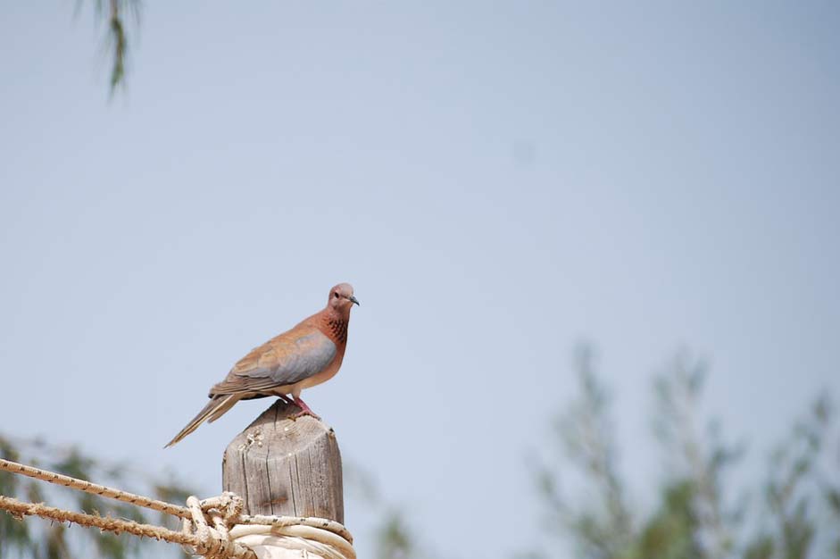  Pigeon Senegal Bird