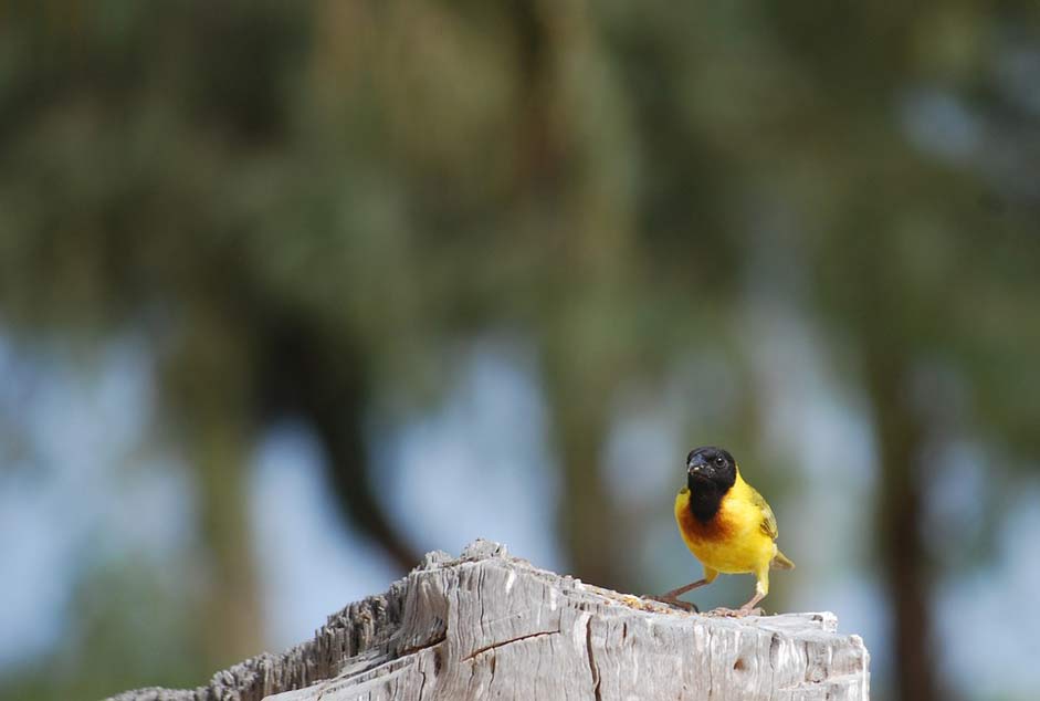  Saint-Louis Senegal Bird