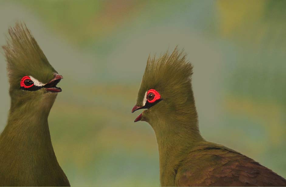 Green Senegal Touraco Bird