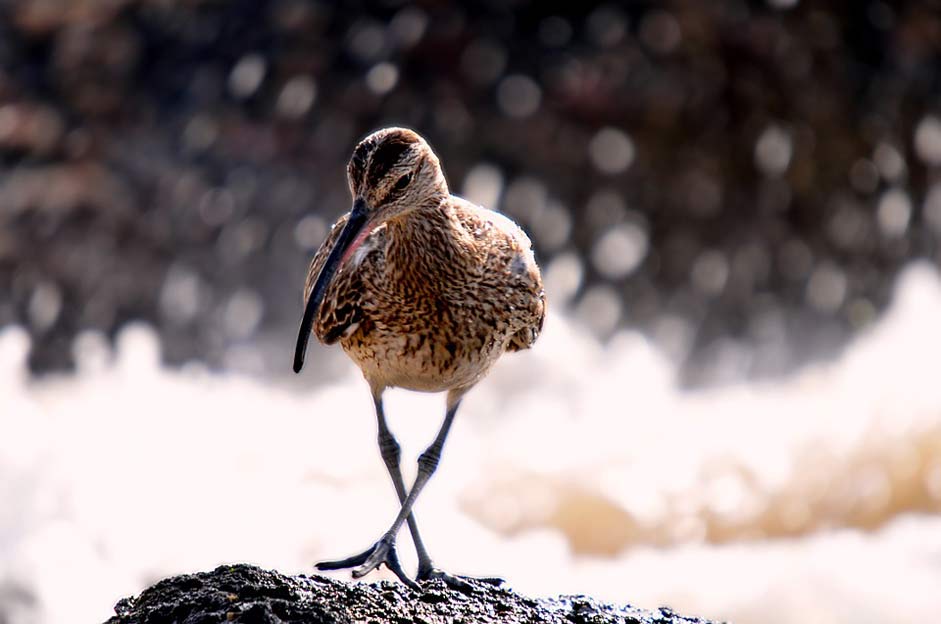 Animal Eurasian-Curlew Senegal Birds