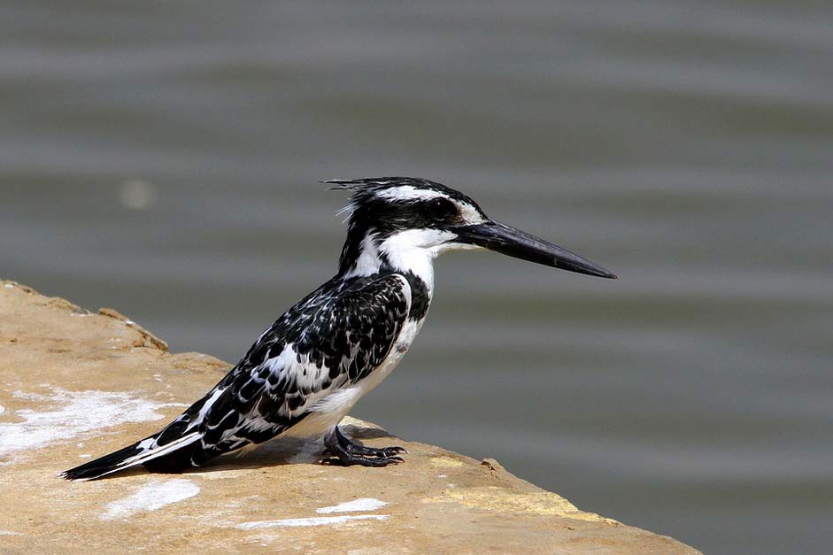 Body-Of-Water Nature Wildlife Birds