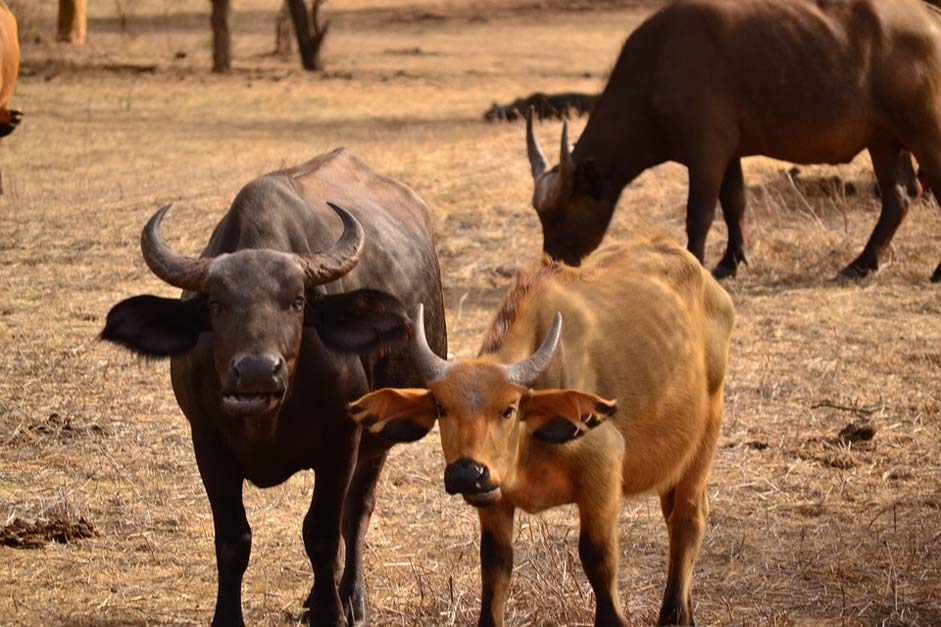 Mammal Animal Water-Buffalo Buffalo