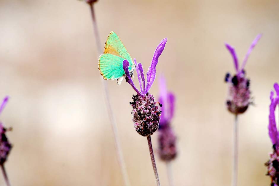  Senegal Flower Butterfly