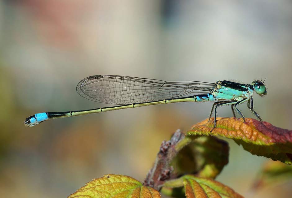  Ischnura-Senegalensis Senegal-Pechlibelle Dragonfly