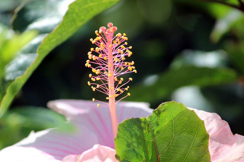 Garden Nature Macro Flower