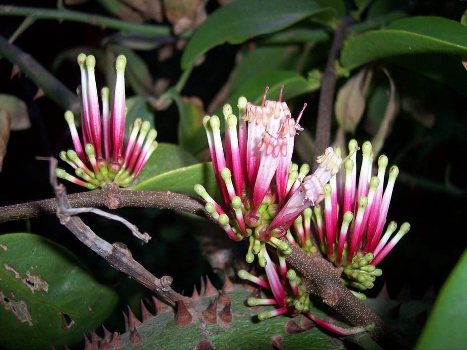 Forest Exotic Senegal Flowers