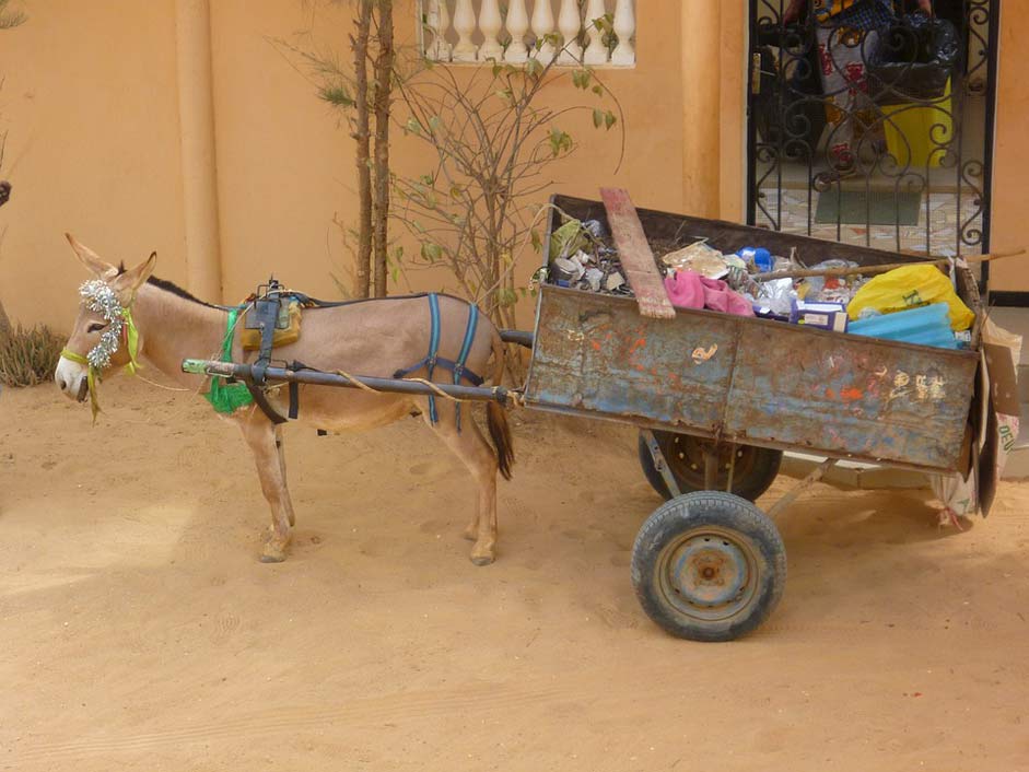 Carriage Donkey Transportation Garbage